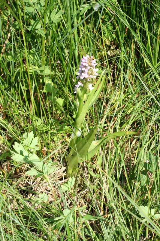 Orchidaceae Orchis